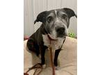 Adopt Abby a Black - with Gray or Silver Cattle Dog / Border Collie / Mixed dog