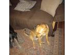 Adopt Lil Bit a Tricolor (Tan/Brown & Black & White) German Shepherd Dog / Mutt