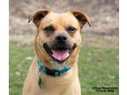 Adopt Rudy a Pug / Terrier (Unknown Type, Small) / Mixed dog in Shorewood