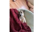 Adopt Loki a Black - with Brown, Red, Golden, Orange or Chestnut Husky / German