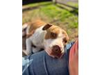 Adopt Merrit a Brown/Chocolate - with White American Pit Bull Terrier / Mixed
