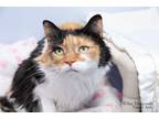 Adopt Camila a Domestic Longhair / Mixed (short coat) cat in Shorewood