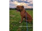 Adopt Scooby a Red/Golden/Orange/Chestnut Pit Bull Terrier / Mixed dog in