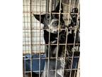 Adopt Kendall a Black - with White Australian Cattle Dog / Blue Heeler / Mixed