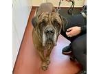Adopt Rocky a Cane Corso / Mixed dog in Salisbury, MD (41365389)