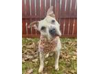 Adopt Precious a Mixed Breed (Medium) / Mixed dog in Menomonie, WI (41139005)