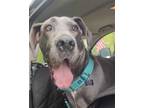 Adopt Rose a Gray/Blue/Silver/Salt & Pepper Great Dane / Mixed dog in Uwchlan