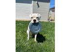 Adopt Jovie a White Boxer / Mixed dog in Wethersfield, CT (41365361)