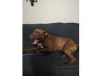 Adopt Chocolatte a Brown/Chocolate Staffordshire Bull Terrier / Mixed dog in
