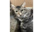Adopt Catalina a Brown Tabby Domestic Longhair / Mixed Breed (Medium) / Mixed