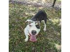 Adopt Mia a Black American Pit Bull Terrier / Mixed Breed (Medium) / Mixed