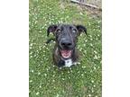 Adopt April a Brindle Bernese Mountain Dog / Mixed Breed (Medium) / Mixed (short
