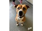 Adopt Arlo a Brindle American Pit Bull Terrier / Mixed Breed (Medium) / Mixed