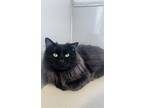 Adopt Bagel a All Black Domestic Longhair / Mixed Breed (Medium) / Mixed (short