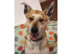 Adopt 84520 Sasha a Tan/Yellow/Fawn German Shepherd Dog / Mixed Breed (Medium) /