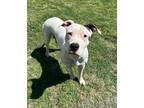 Adopt Bella a White Mixed Breed (Small) / Mixed Breed (Medium) / Mixed (short