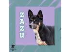 Adopt Zazu a Brown/Chocolate Mixed Breed (Medium) / Mixed Breed (Medium) / Mixed