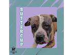Adopt Buttercup a White Mixed Breed (Small) / Mixed Breed (Medium) / Mixed