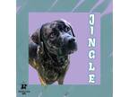 Adopt Jingle a Black Mixed Breed (Small) / Mixed Breed (Medium) / Mixed (short