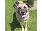 Adopt Hopper (HW+) a Brindle Anatolian Shepherd / Mixed Breed (Medium) / Mixed