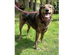 Adopt Willow *In Foster Care* a Brindle Plott Hound / Mixed Breed (Medium) /
