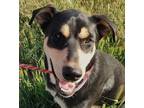 Adopt Reese Cocoapup a Black - with Tan, Yellow or Fawn Doberman Pinscher /