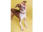 Adopt DAWN a American Pit Bull Terrier / Boxer / Mixed dog in Sandusky