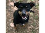 Adopt Cookie a Black - with Brown, Red, Golden, Orange or Chestnut Rottweiler /