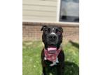 Adopt Canyon a Black - with White American Staffordshire Terrier dog in Dickson