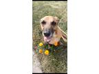 Adopt Ace a Brown/Chocolate - with Tan Basset Hound / Dachshund / Mixed dog in