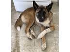 Adopt Leu a Tricolor (Tan/Brown & Black & White) Belgian Malinois / Akita /