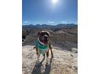 Adopt Coco a White - with Brown or Chocolate Pit Bull Terrier dog in Colorado
