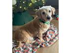 Adopt Isabelle a Tan/Yellow/Fawn Goldendoodle dog in Wausau, WI (40951441)