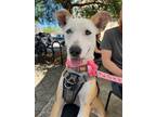 Adopt Princess Penny a Tan/Yellow/Fawn Husky / Hound (Unknown Type) / Mixed