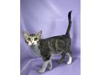 Adopt Munchkin a Gray or Blue Domestic Shorthair / Mixed Breed (Medium) / Mixed