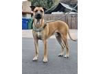 Adopt TANNER a Tan/Yellow/Fawn Black Mouth Cur / Great Dane / Mixed dog in