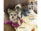 Adopt Comet a Black - with White Chinese Crested / Mixed dog in Camden County