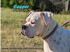 Adopt Casper a Tricolor (Tan/Brown & Black & White) Boxer / Mixed dog in