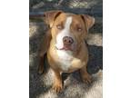 Adopt Pudding a Brown/Chocolate American Pit Bull Terrier / Mixed Breed (Medium)
