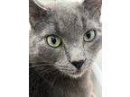 Adopt Manuel a Gray or Blue Domestic Shorthair / Mixed Breed (Medium) / Mixed