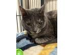 Adopt Rapunzel a All Black Domestic Shorthair / Mixed Breed (Medium) / Mixed