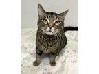 Adopt Teddybear a Brown Tabby Domestic Shorthair / Mixed Breed (Medium) / Mixed
