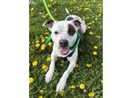 Adopt Bella a Brown/Chocolate Mixed Breed (Small) / Mixed Breed (Medium) / Mixed