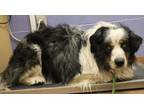 Adopt 84744 Buddy a Black Australian Shepherd / Great Pyrenees / Mixed (short
