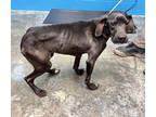 Adopt Ruger a Black German Shorthaired Pointer / Golden Retriever / Mixed (short