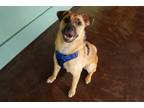 Adopt Jinx a Brown/Chocolate - with Black Pug / Mixed dog in San Antonio
