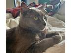 Adopt MOWGLI -Offered by Owner - Sr. Russian Blue F a Gray or Blue Russian Blue