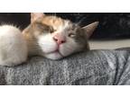Adopt Piper a White (Mostly) Domestic Mediumhair / Mixed (medium coat) cat in