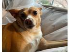 Adopt Frosty a Red/Golden/Orange/Chestnut - with White Jack Russell Terrier /