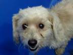Adopt Pearl (Fluff) PKA Olive a Poodle (Miniature) dog in Dallas, TX (41360345)